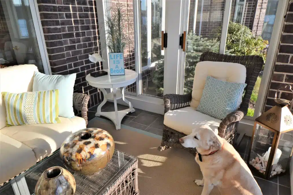 Labrador dog sunbathing in sunroom